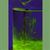 Fluorescein Salt Powder, 10g