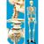 Full Sized (68 inch) Human Skeleton