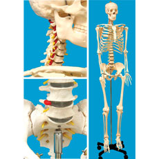 Full Sized (68 inch) Human Skeleton