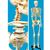 Full Sized (68 inch) Human Skeleton