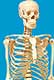 Full Sized (68 inch) Human Skeleton